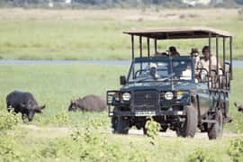 Chobe day safari & lunch